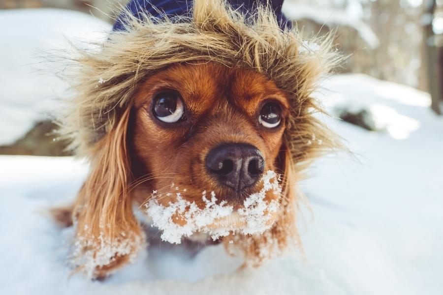 perro disfrutando de la nieve