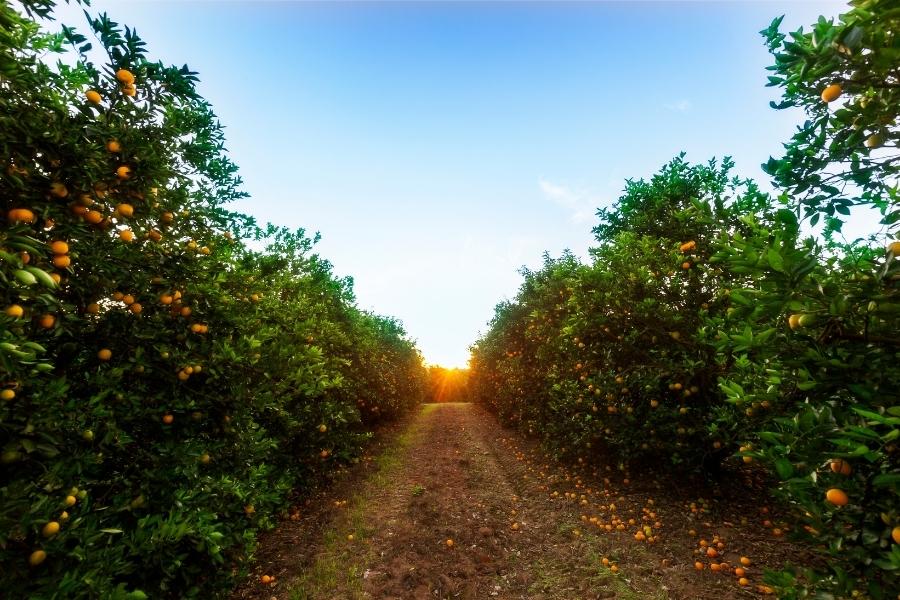 campos de naranjos