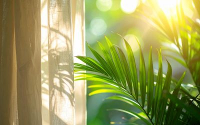Las bendiciones de tener plantas en casa.