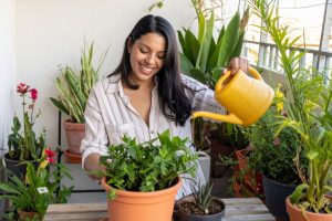 cuidando plantas de interior