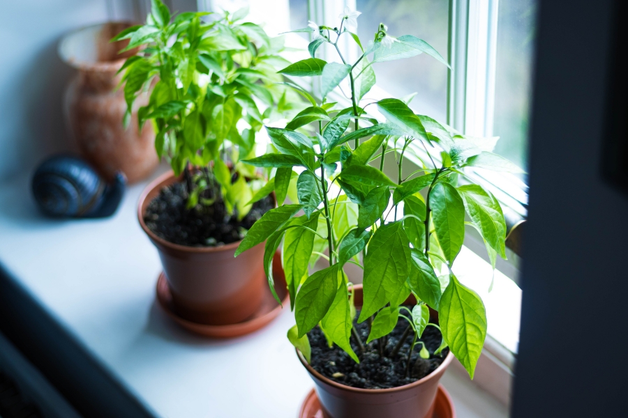 macetas con plantas vivas delante de una ventana