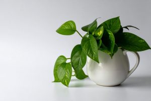 pothos en maceta blanca