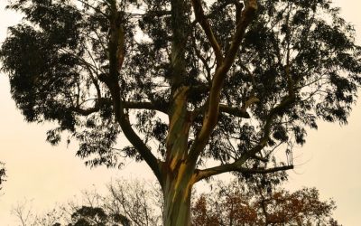 El árbol de la fiebre: el valioso Eucalipto.