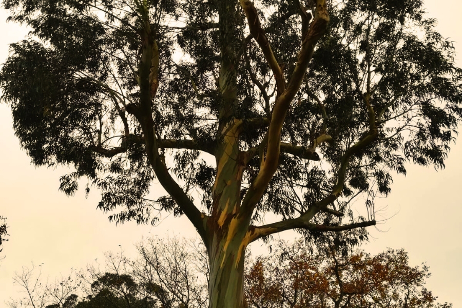 El árbol de la fiebre: el valioso Eucalipto.