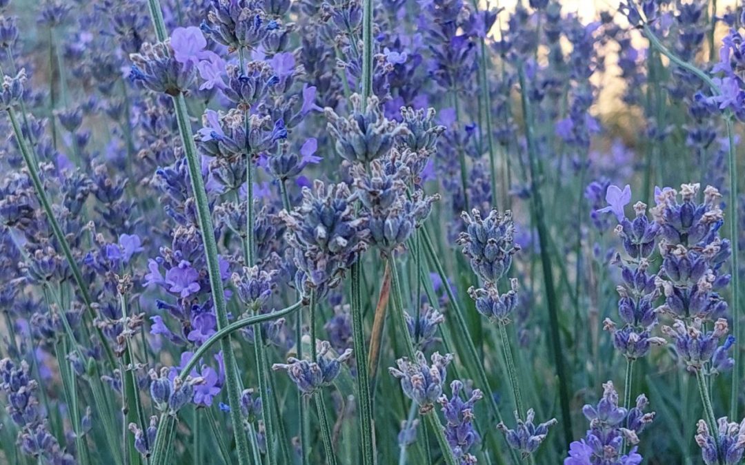 La Lavanda: de Tutankamón a tu botiquín.