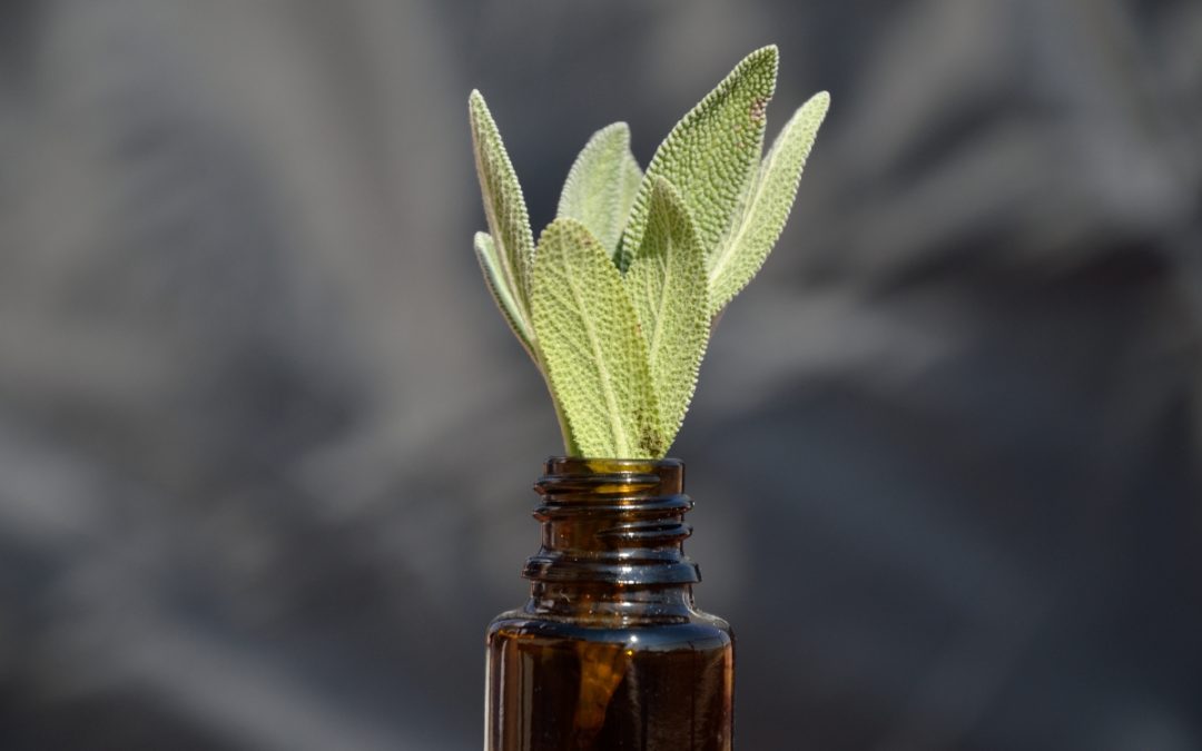 Salvia: descubre la Hierba Sagrada.