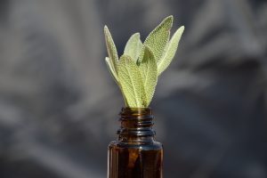 hojas de salvia