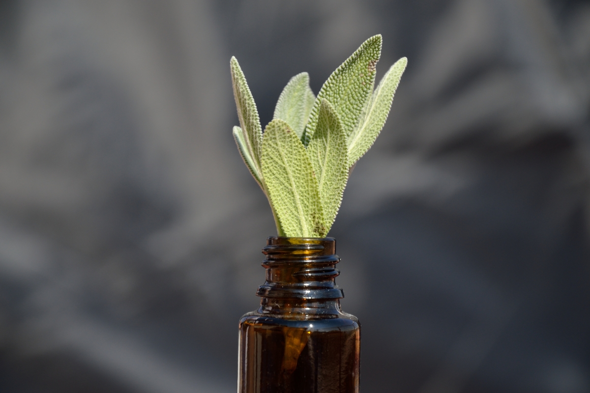 salvia en frasco hojas de salvia