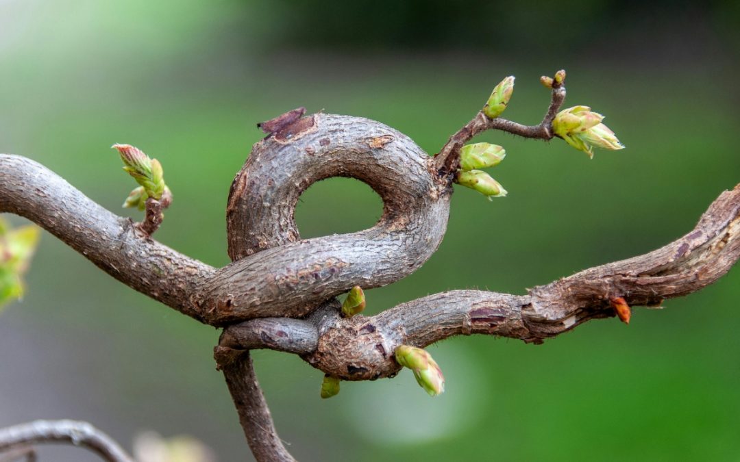 Descubre el potencial de las células madre vegetales para tu bienestar.